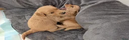 Mini Goldendoodle dogs for sale: Home-Raised F1b Miniature Goldendoodles - Advert 13