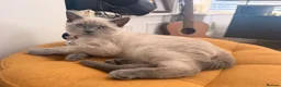 British Shorthair cats for sale: Adorable Colourpoint BSH Female Kitten £750 - Advert 9