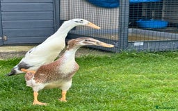 Ducks poultry for sale: 2x Runner ducks  - Image 3