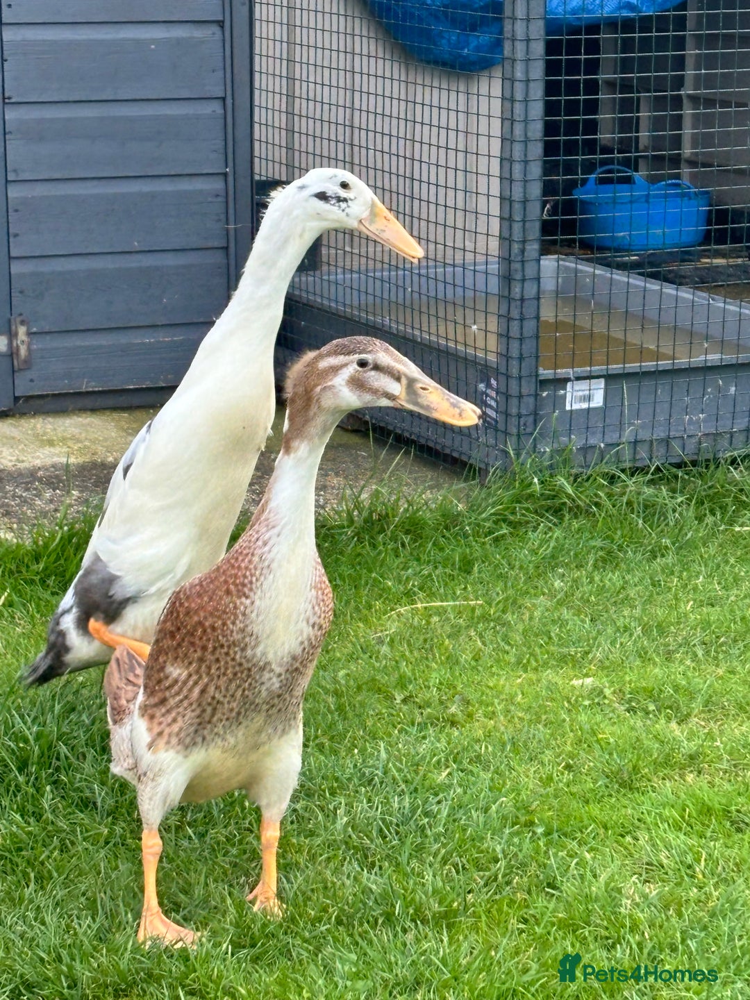 Ducks poultry for sale: 2x Runner ducks  - Image 3