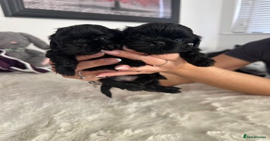 Shih Tzu dogs RARE solid black American imperial  - Advert 9