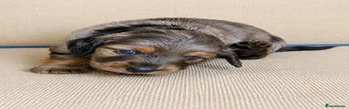 Miniature Dachshund 1