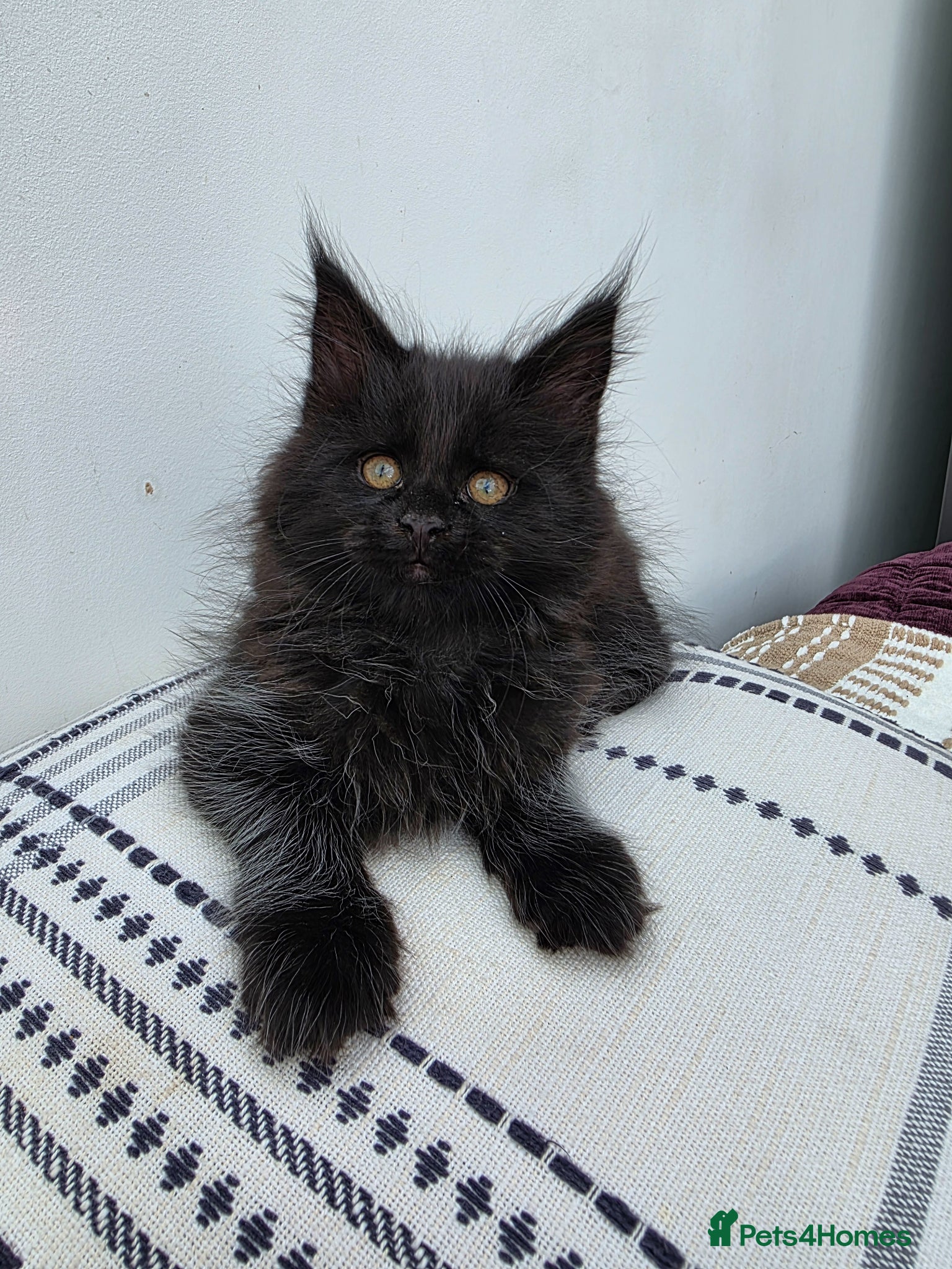 Maine Coon cats Sociable maine coon kittens - Advert 1