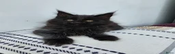 Maine Coon cats for sale: XL FULL Maine coon kitten price reduced - Advert 3