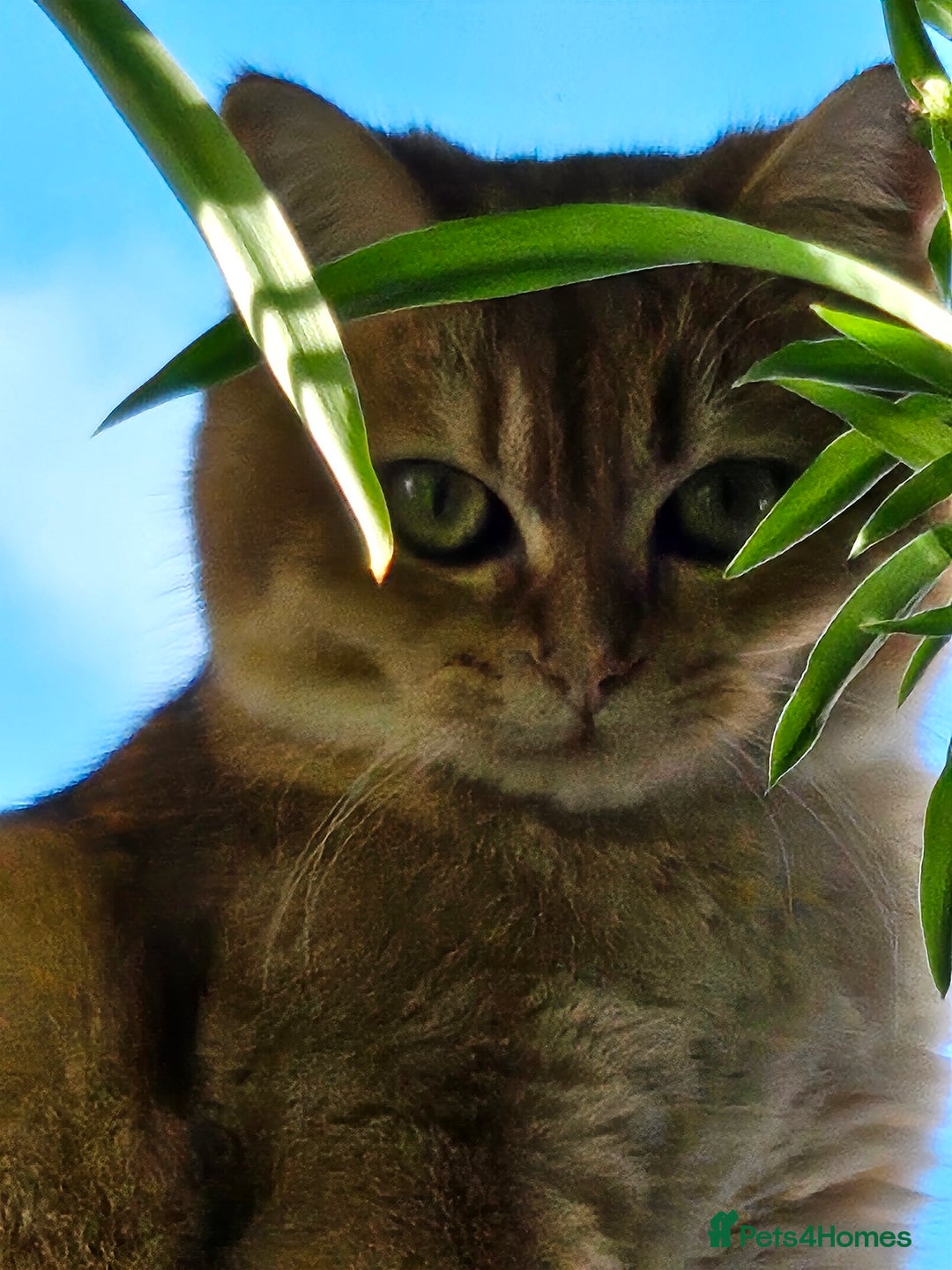 British Shorthair cats for sale: Golden-black British shorthair female  - Image 2
