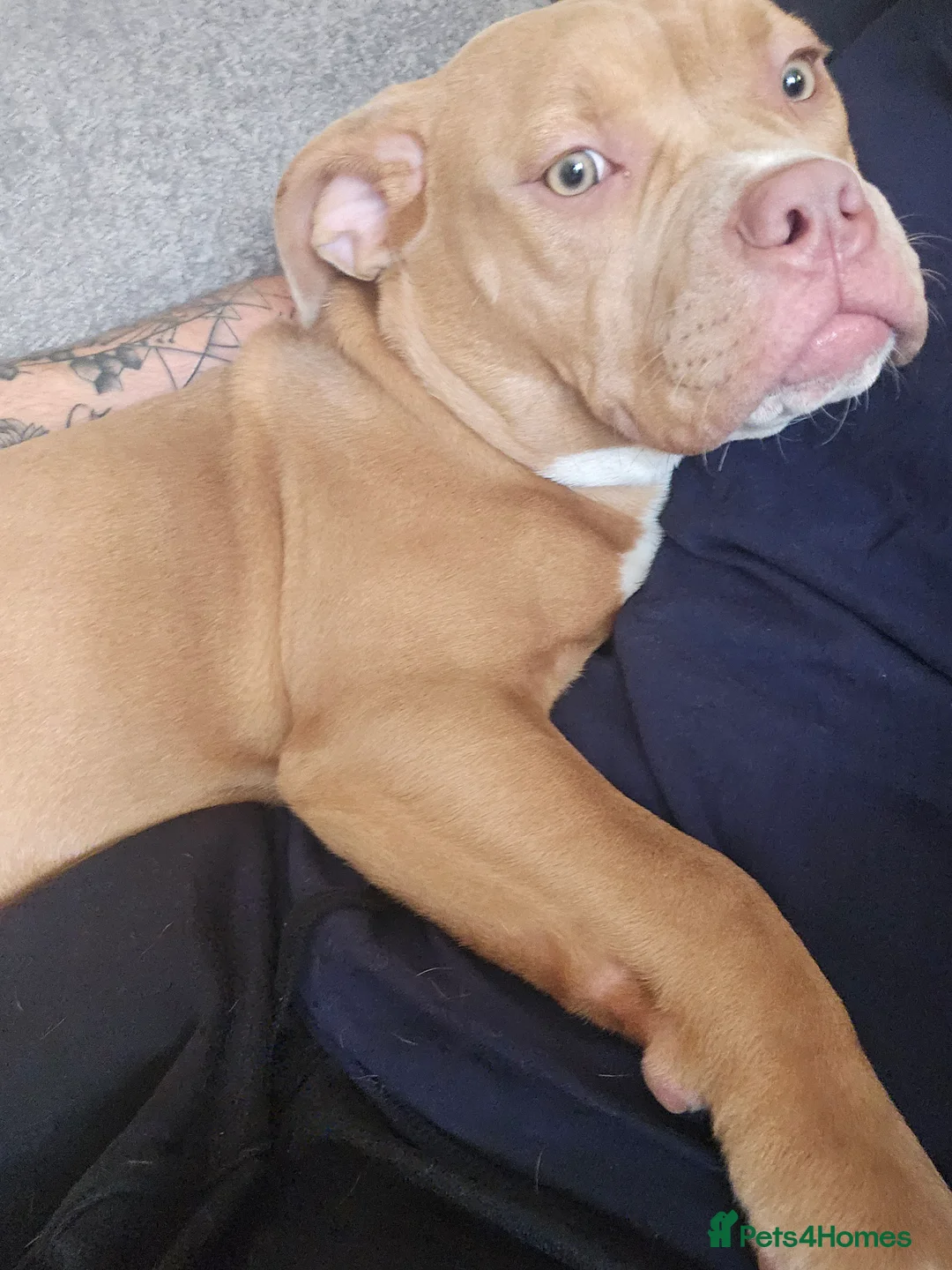 Mixed Breed dogs for sale: Olde english x Pocket bully - Advert 1