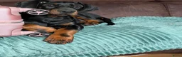 Dobermann dogs for sale: KC Amazing Dobermans  in Luton - Advert 5