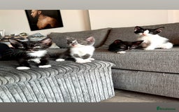 Sphynx cats for sale: Sphynx Variants  - Image 1