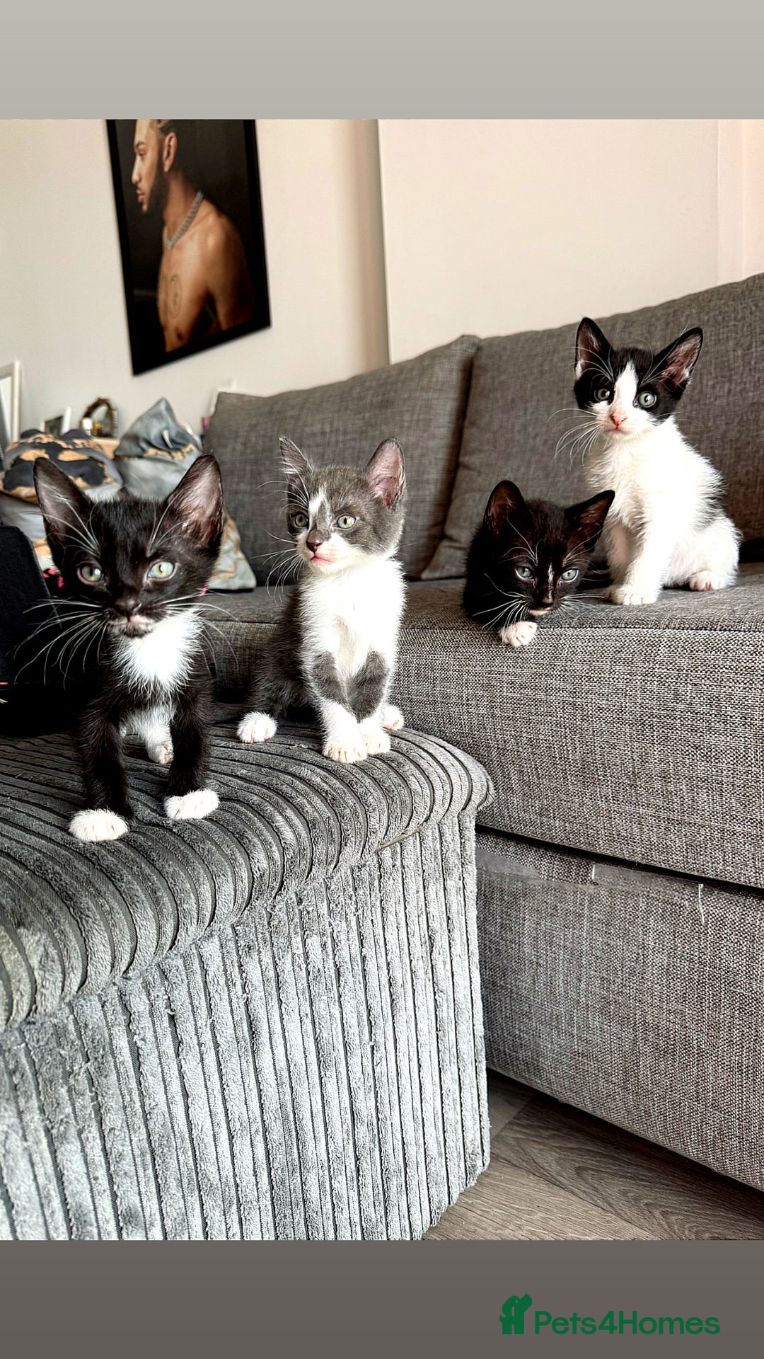 Sphynx cats for sale: Sphynx Variants  - Image 1