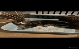 Toyger cats for sale: Agnieszka  - Image 3