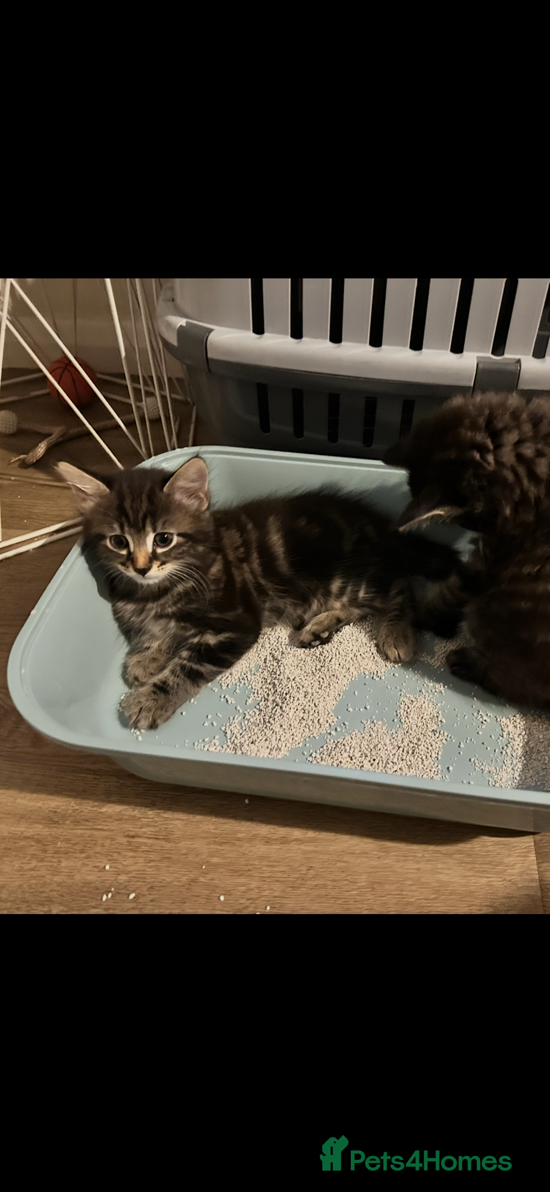 Toyger cats for sale: Agnieszka  - Image 3