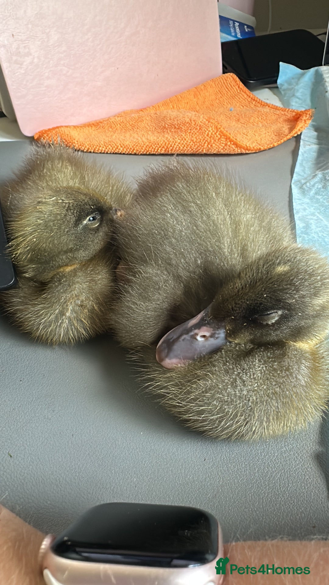 Ducks poultry for sale: 2 Blue Mix Runner Duck Drakes - Image 5