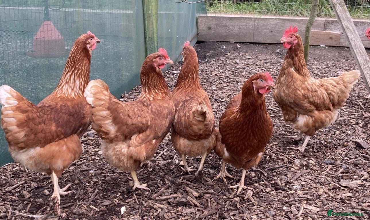 Hens poultry Hybrid laying eggs hens for sale  - Advert 6