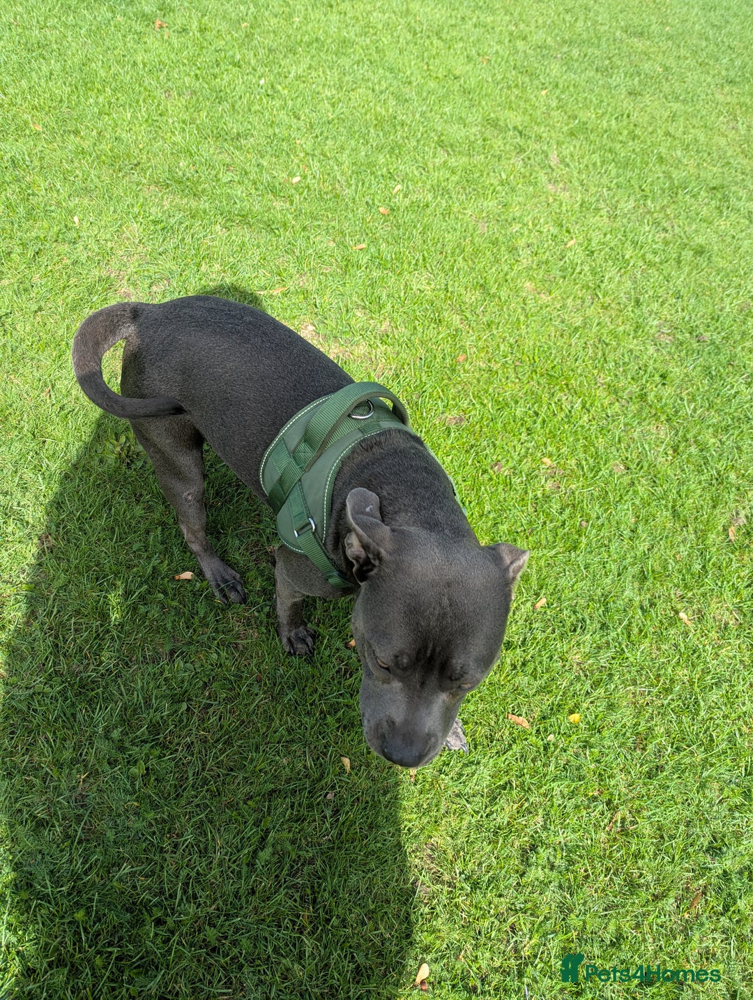Staffordshire Bull Terrier dogs for sale: Blue female staff for sale  - Image 9