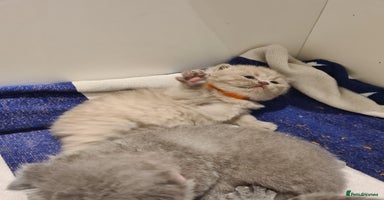 British Shorthair cats - Advert 3