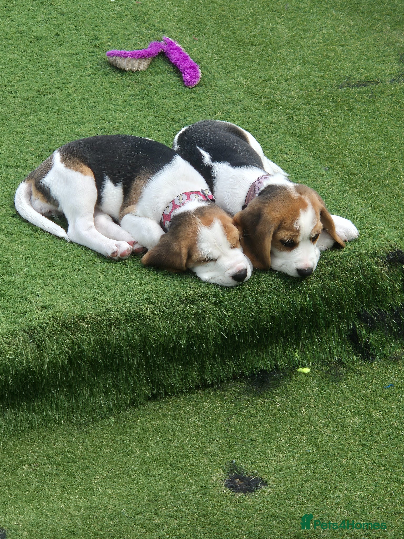Beagle dogs Kc registered champion show line beagle puppies  - Advert 1