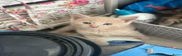 Mixed Breed cats for sale: 3 stunning boy kittens for sale.  - Advert 5