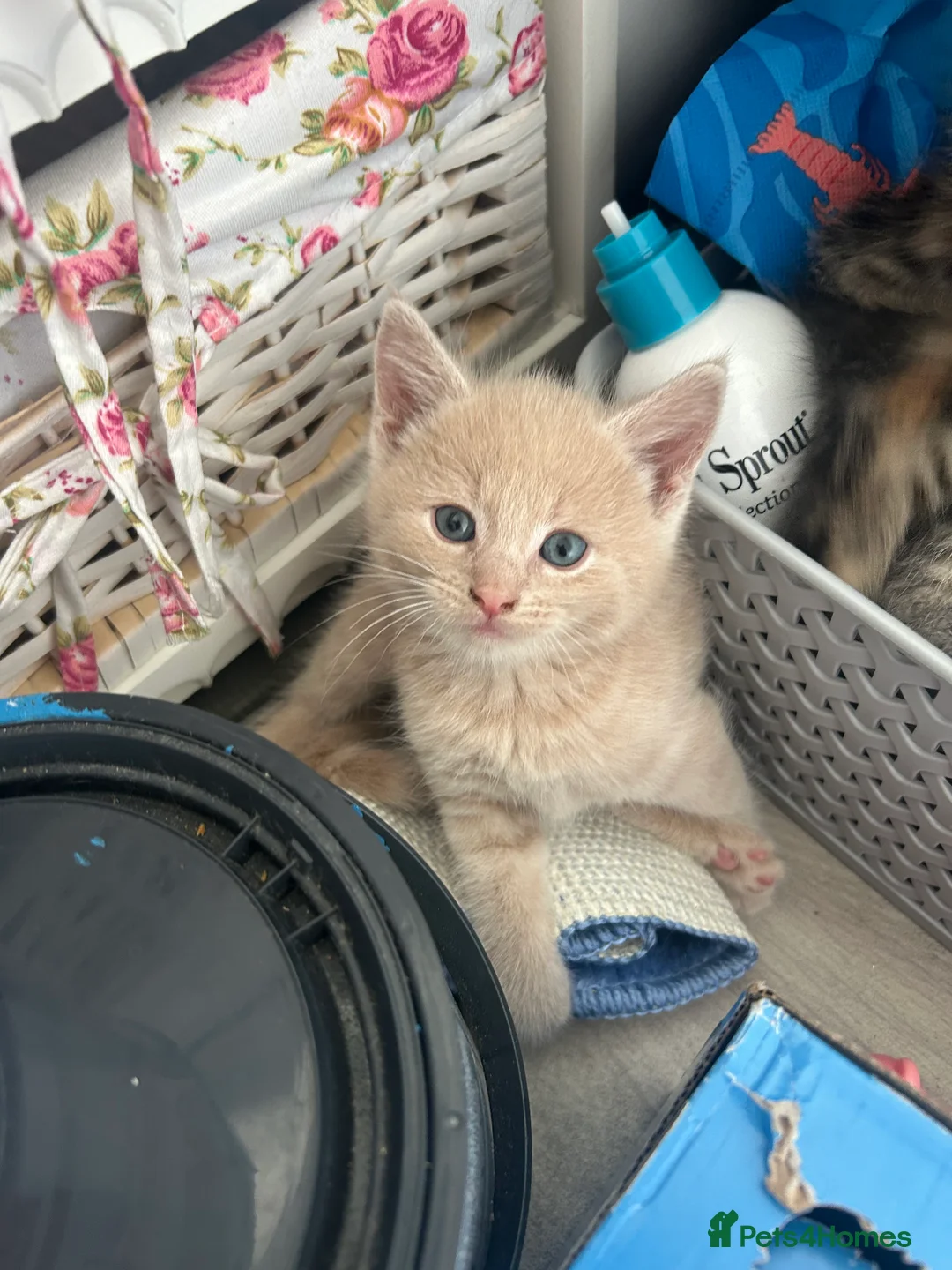 Mixed Breed cats for sale: 3 stunning boy kittens for sale.  - Advert 5