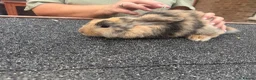 Mini Lop rabbits for sale: Mini lop babies  - Advert 3