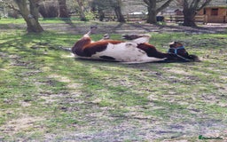 Shetland pony horses for sale: 6 yr old Gelding Shetland - Image 3