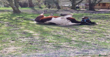 Shetland pony horses - Advert 8