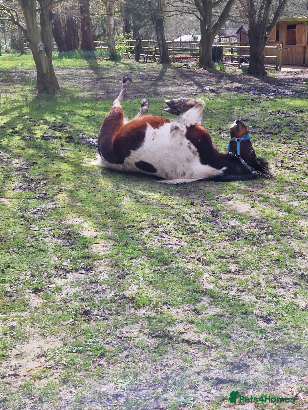 Shetland pony horses for sale: 6 yr old Gelding Shetland - Image 3