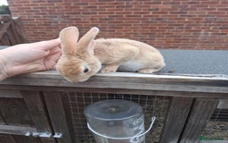 Mixed Breed rabbits for sale: Taka and Bobby - Image 10