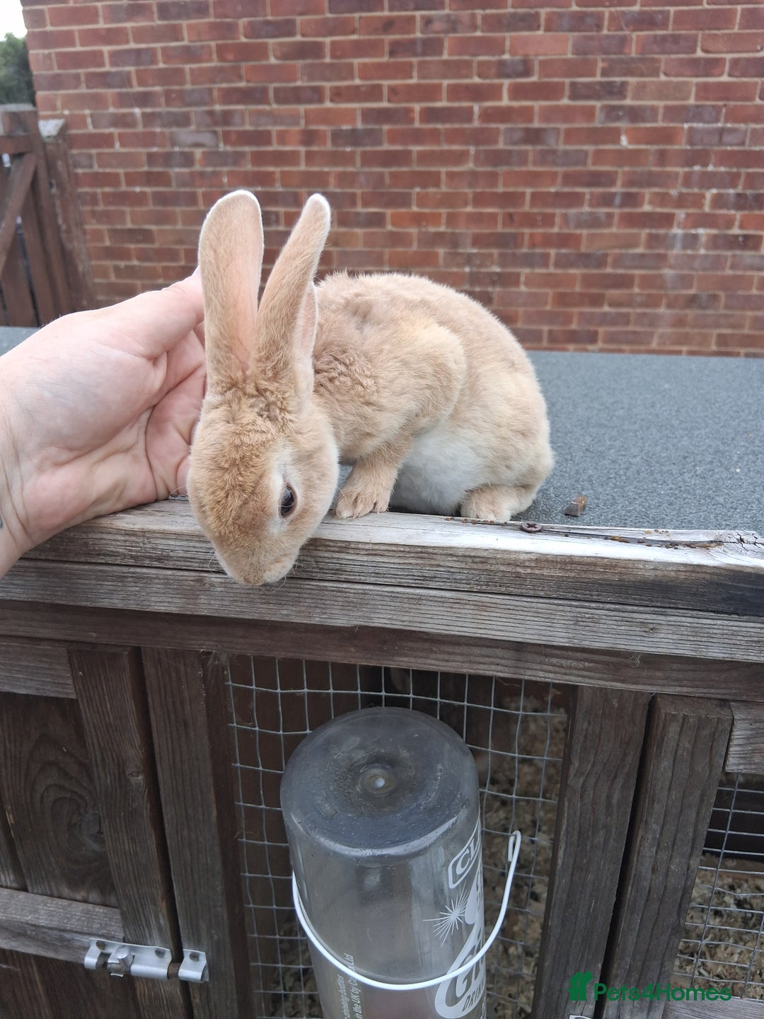 Mixed Breed rabbits for sale: Taka and Bobby - Image 10