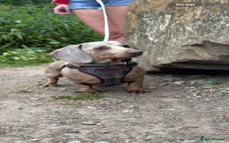 Miniature Dachshund dogs for sale: 8 Week Old Miniature Dachshund Puppies - Image 21