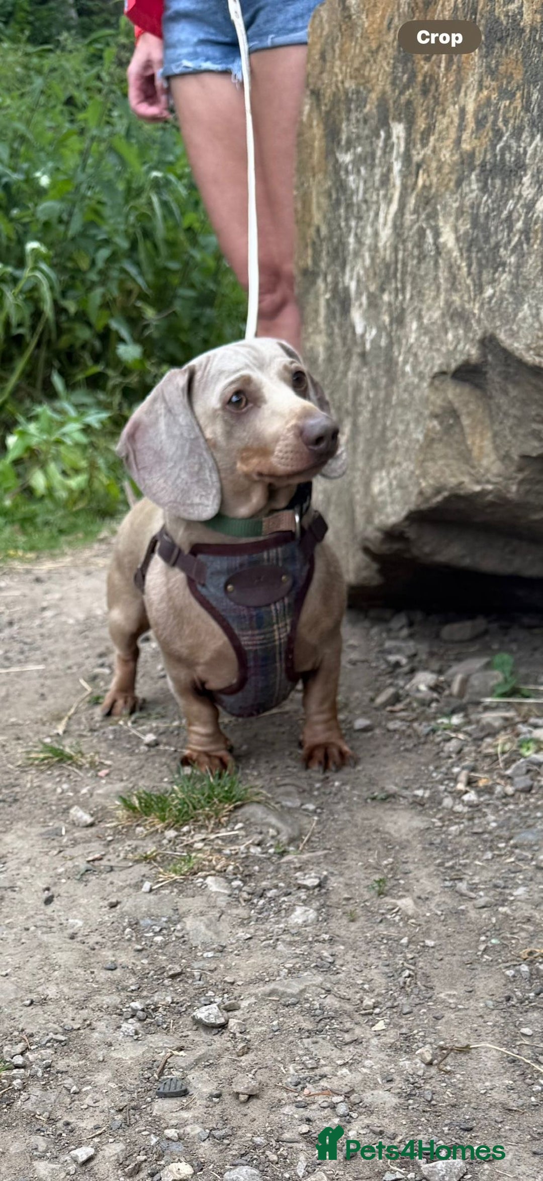 Miniature Dachshund dogs for sale: 8 Week Old Miniature Dachshund Puppies - Image 21