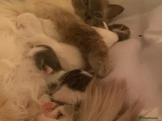 Ragdoll cats Ragdoll Cross Kittens Looking for Forever Home - Advert 2