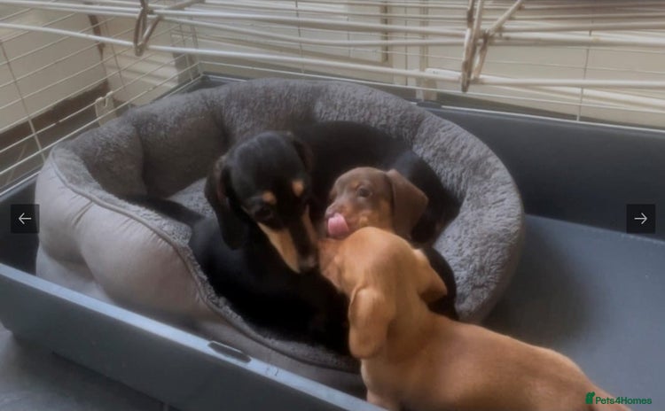 Miniature Dachshund dogs - Advert 5