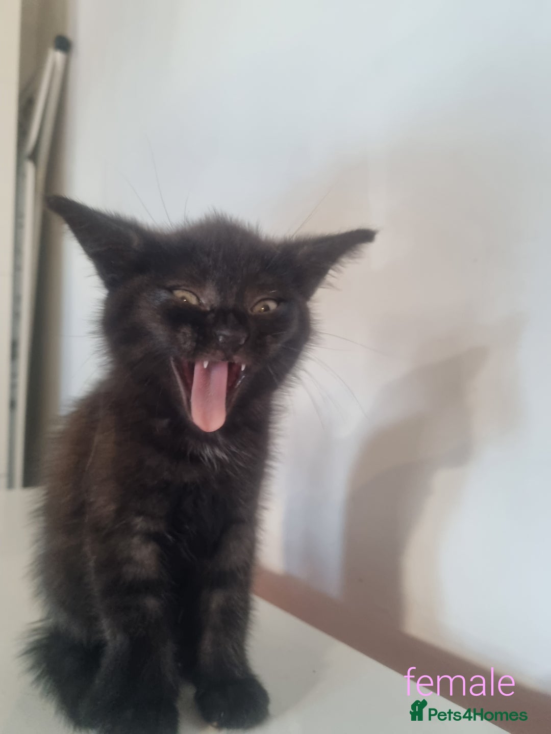 Maine Coon cats for sale: 4 adorable 😍 Mainecoon girls - Advert 24