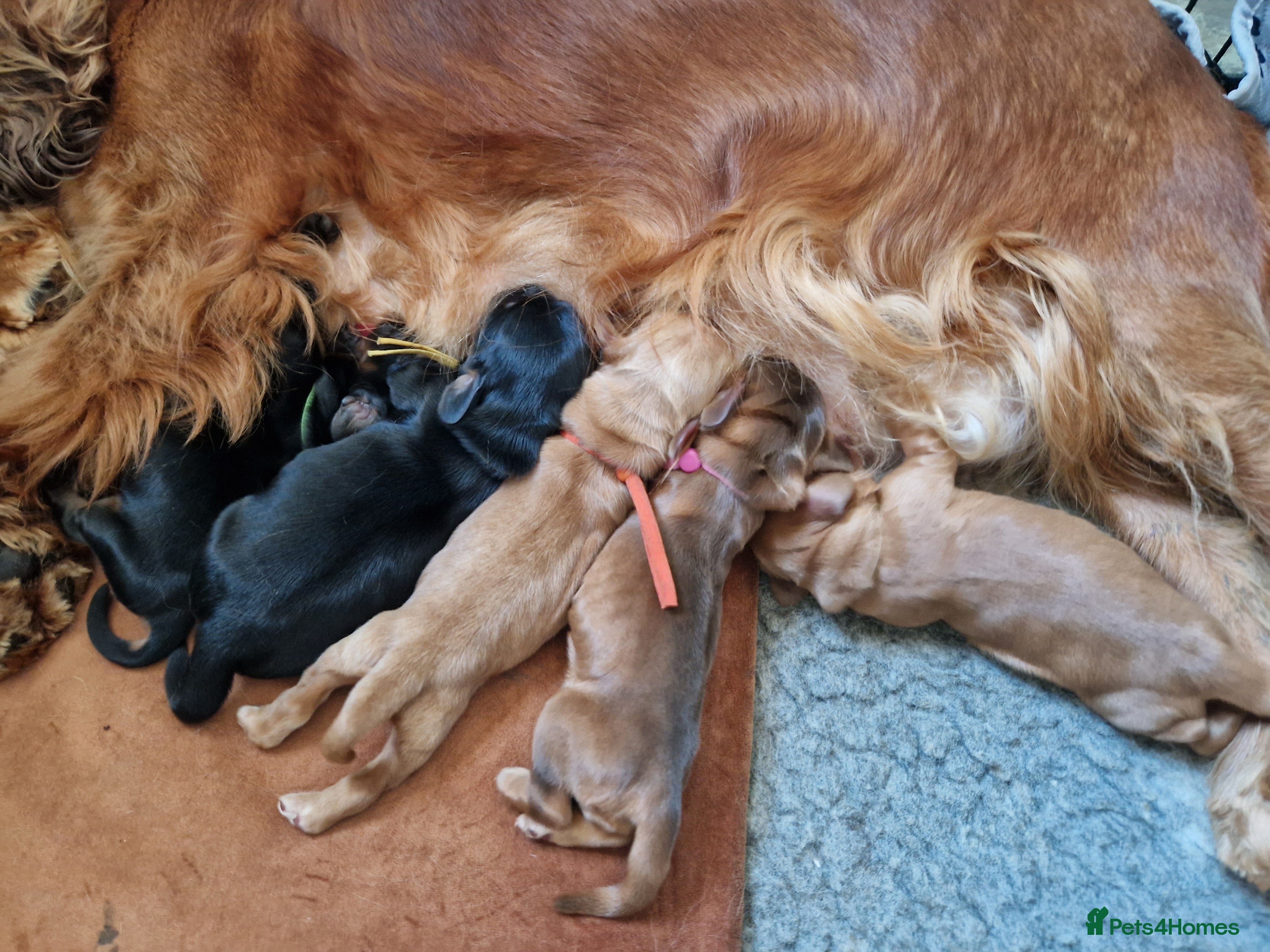 Cocker Spaniel dogs KC Pedigree Show Cocker Spaniel Puppies - Advert 2