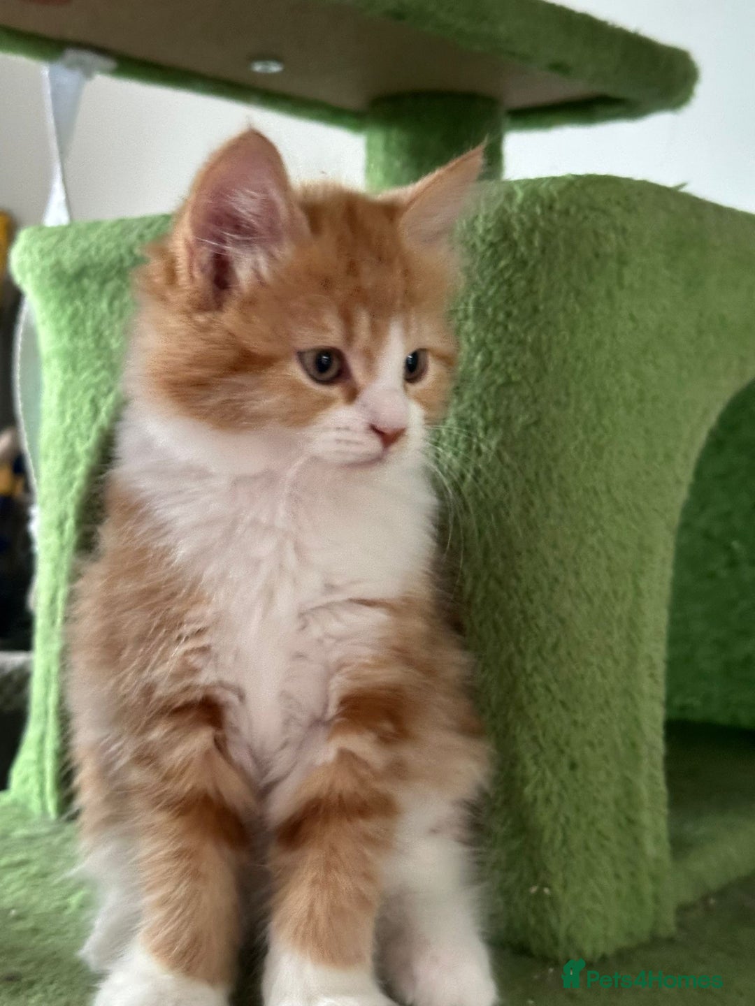 Maine Coon cats for sale: Stunning Kitten Mainecoon Girls - Image 11
