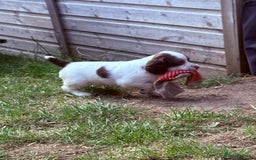 English Springer Spaniel dogs for sale: FTAW Bred Puppies from excellent lines - Image 20