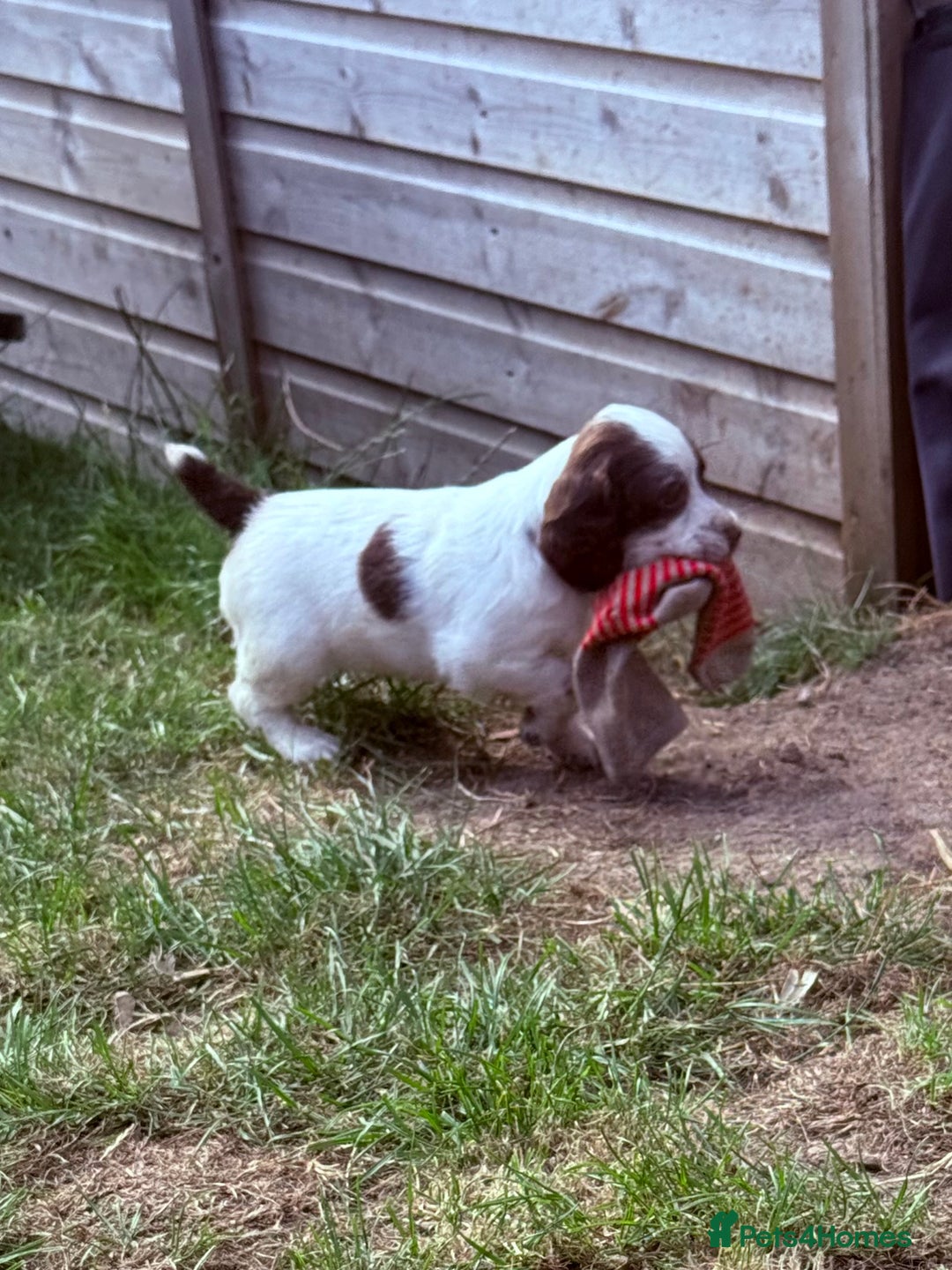 English Springer Spaniel dogs for sale: FTAW Bred Puppies from excellent lines - Image 20