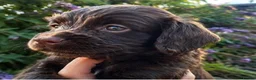 Cocker Spaniel dogs for sale: 5 ⭐️ Stunning Cocker Spaniel Puppies, KC,Vet check - Advert 4