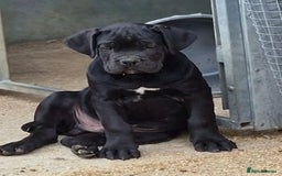 Cane Corso dogs for sale: Just one boy remaining  - Image 5