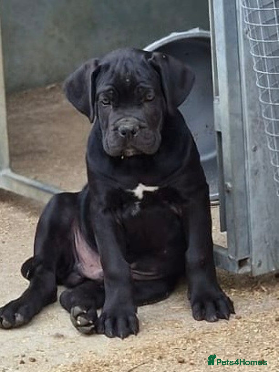 Cane Corso dogs for sale: Just one boy remaining  - Image 5