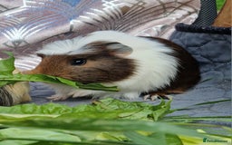Guinea Pig rodents for sale: Handsome crested agouti shelte breed  - Image 6