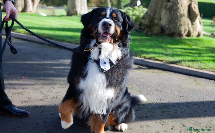 Bernese Mountain Dog dogs - Advert 1