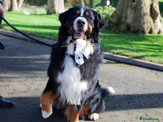 Bernese Mountain Dog dogs - Advert 3