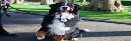 Bernese Mountain Dog dogs for stud: Bernese mountain STUD - Advert 1
