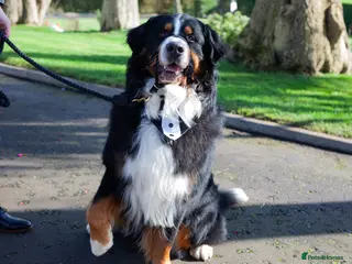 Bernese Mountain Dog dogs Bernese mountain STUD - Advert 1