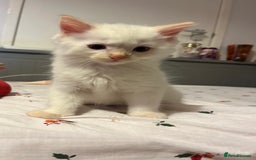 Ragdoll cats for sale: 3 ragdoll boys - Image 9