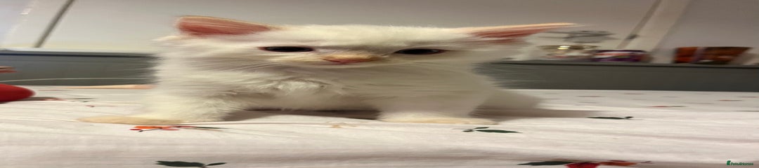 White flame point. 1
