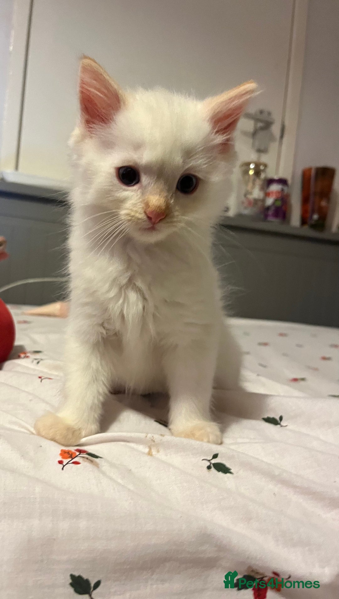 Ragdoll cats for sale: 3 ragdoll boys - Image 9