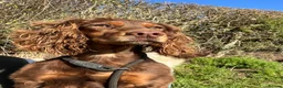 Cocker Spaniel dogs for sale: Working Cocker Spaniel Puppies  - Advert 4