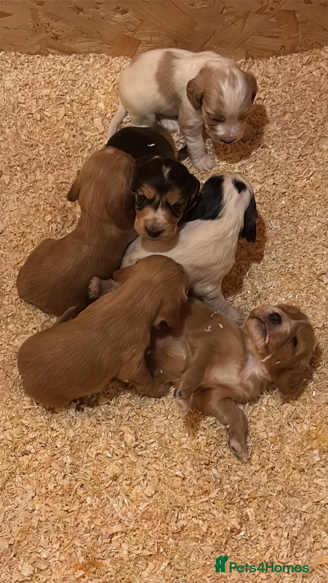 Cocker Spaniel dogs for sale: CockerSpaniel Puppies - Image 2